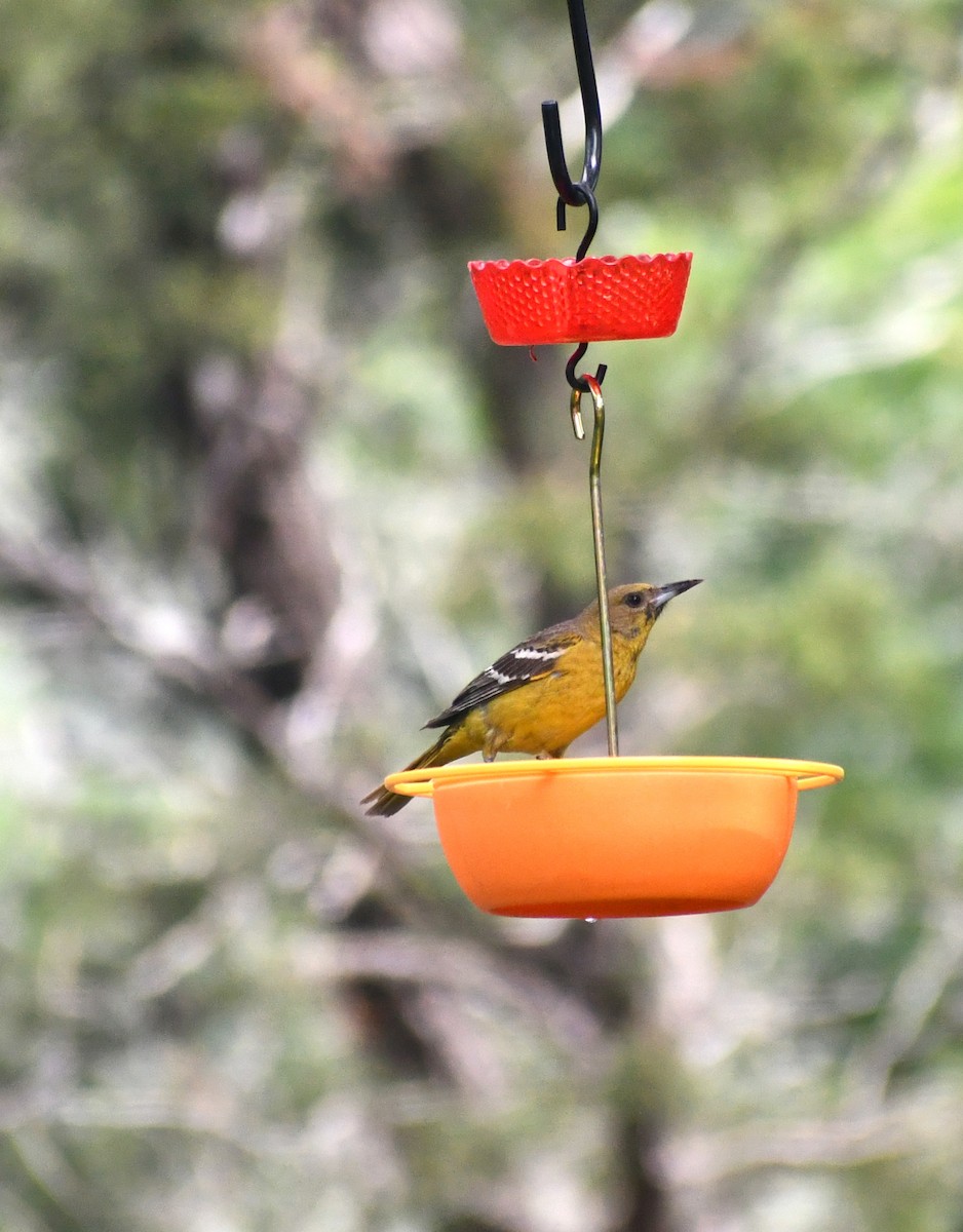 Scott's Oriole - Laura Dow