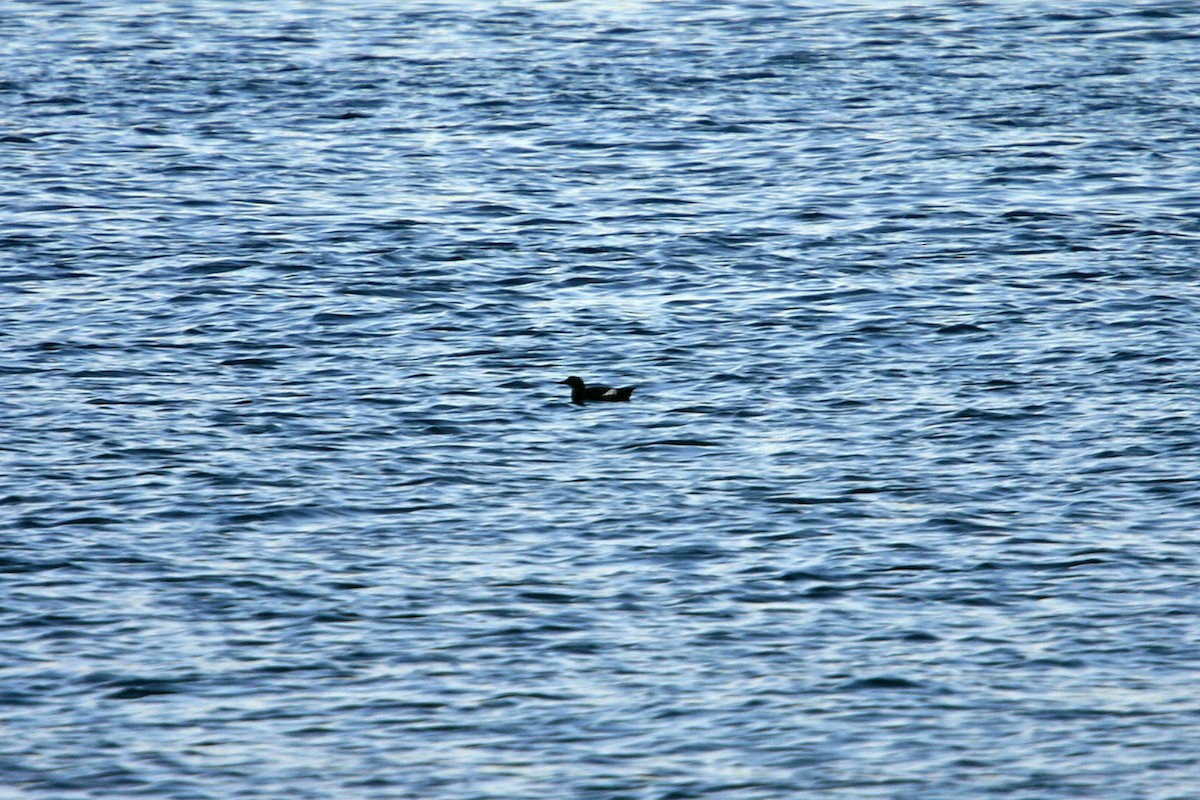 Pigeon Guillemot - William Clark