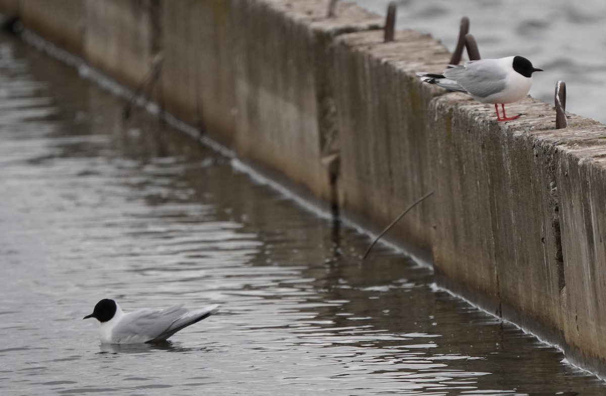 Little Gull - Anna Guliaeva