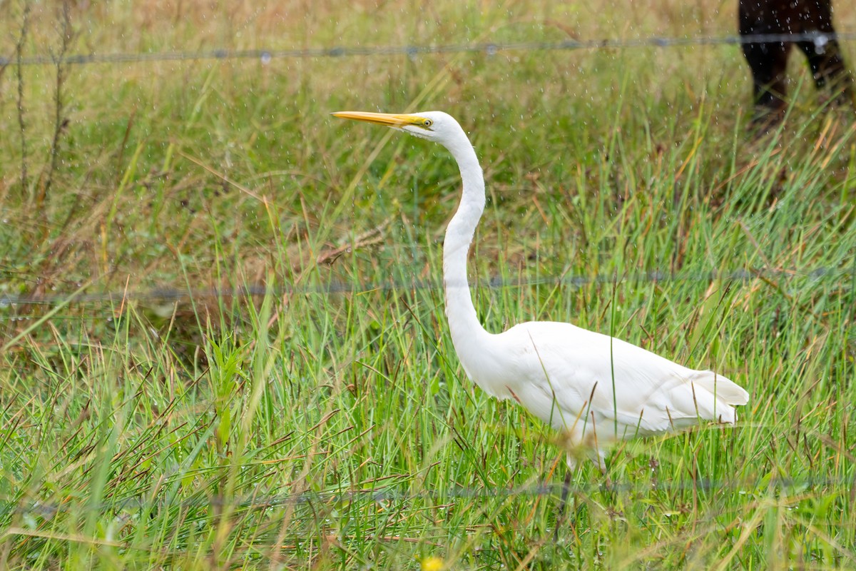 Great Egret - James Churches