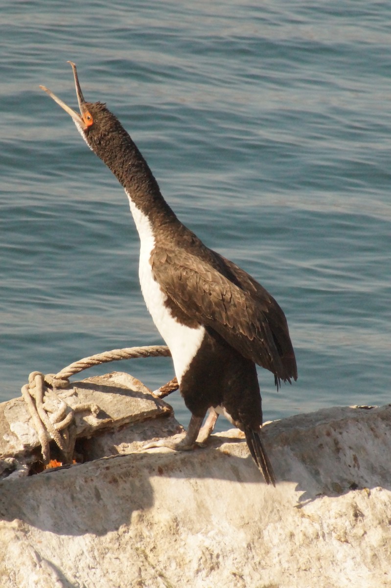 Guanay Cormorant - Rodrigo Jorquera Gonzalez