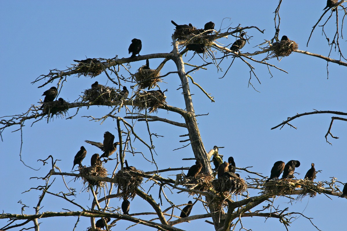 Double-crested Cormorant - William Clark