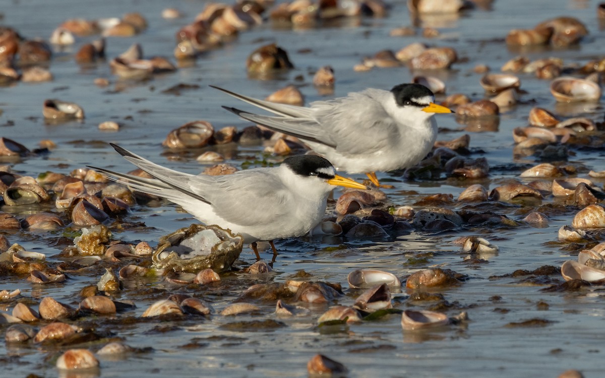 Least Tern - Tom (TK) Kaestner