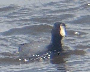 American Coot - Ian Fallas