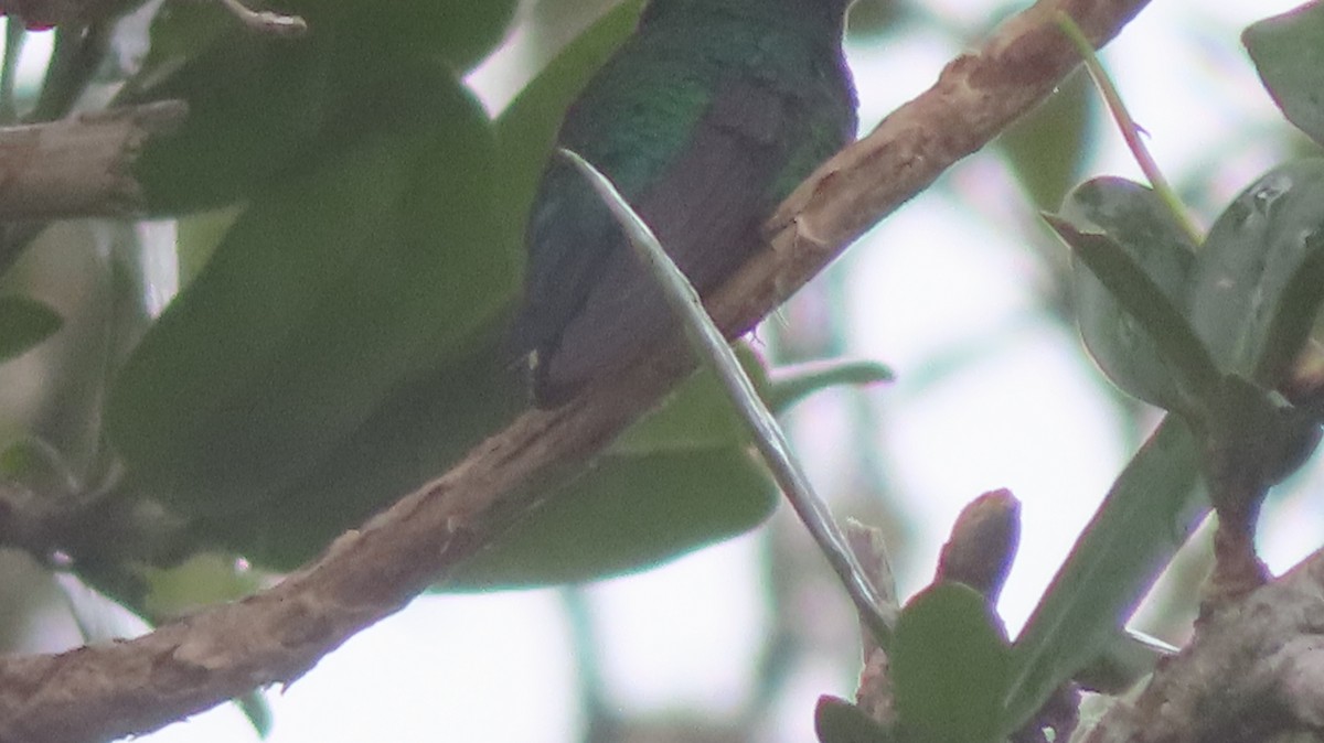 kolibřík smaragdový - ML618872298