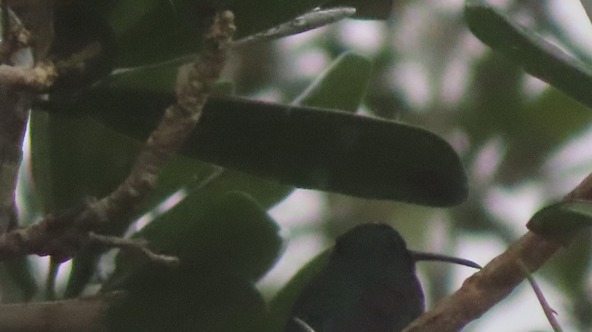 kolibřík smaragdový - ML618872309