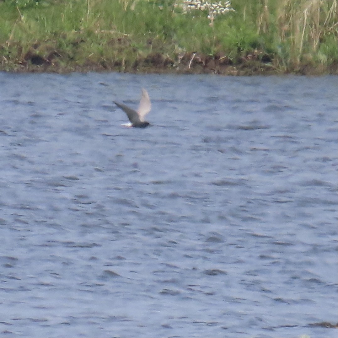 Black Tern - Richard Fleming