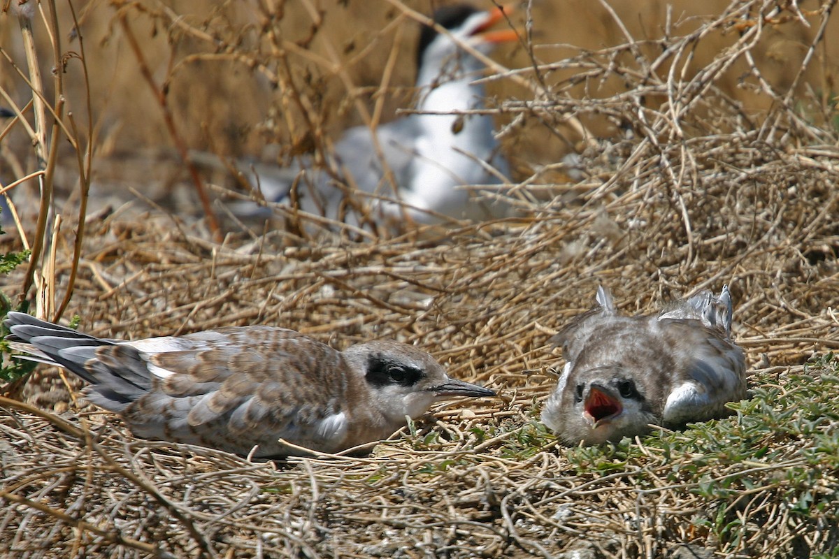 Forster's Tern - William Clark