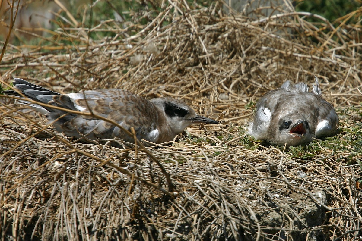 Forster's Tern - William Clark