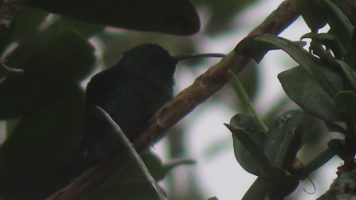 kolibřík smaragdový - ML618872317