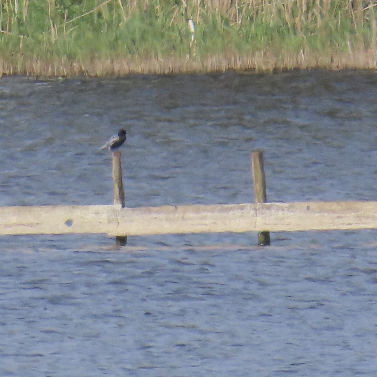 Black Tern - Richard Fleming