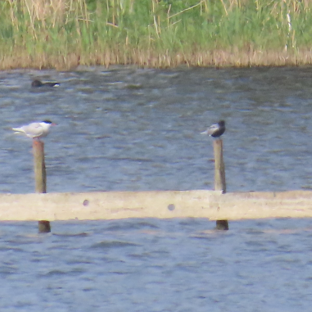 Black Tern - Richard Fleming