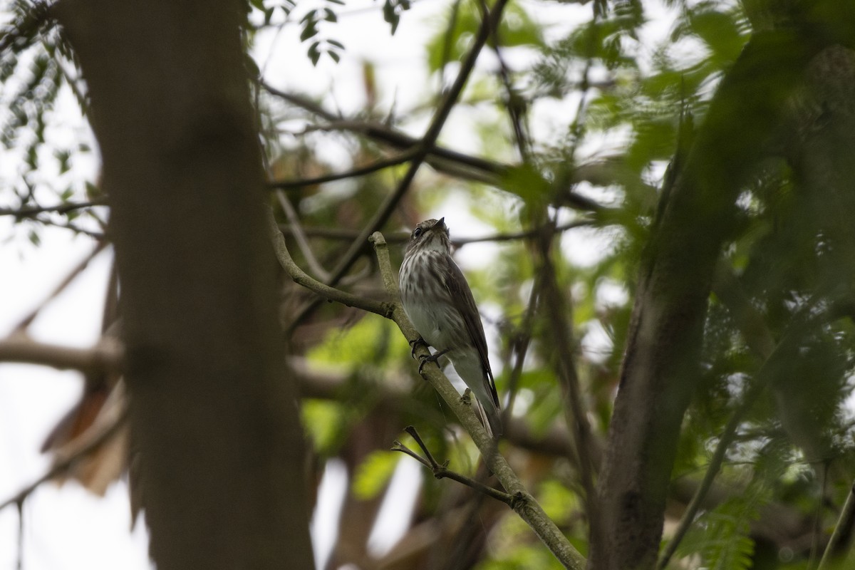 Gray-streaked Flycatcher - Goose Way