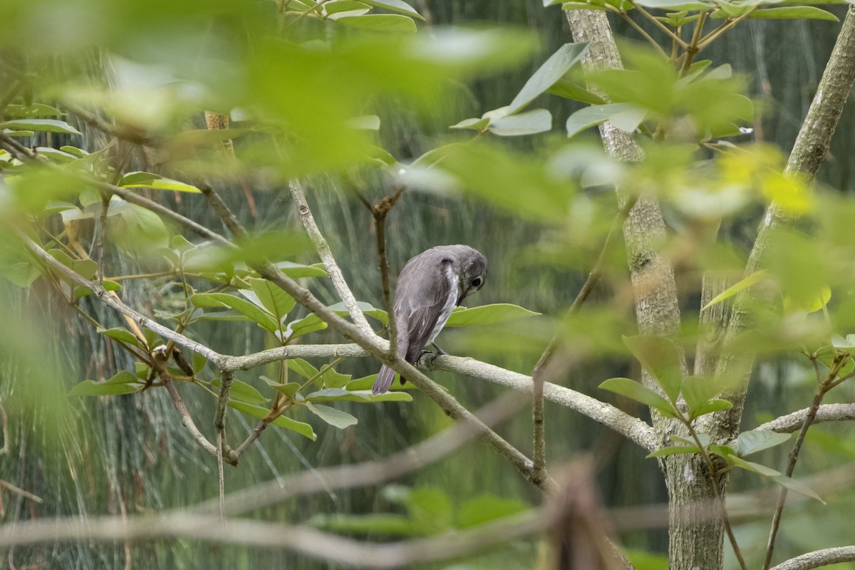 Gray-streaked Flycatcher - Goose Way