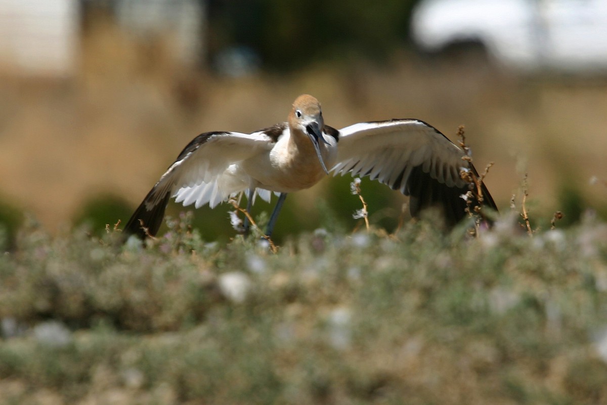 American Avocet - William Clark