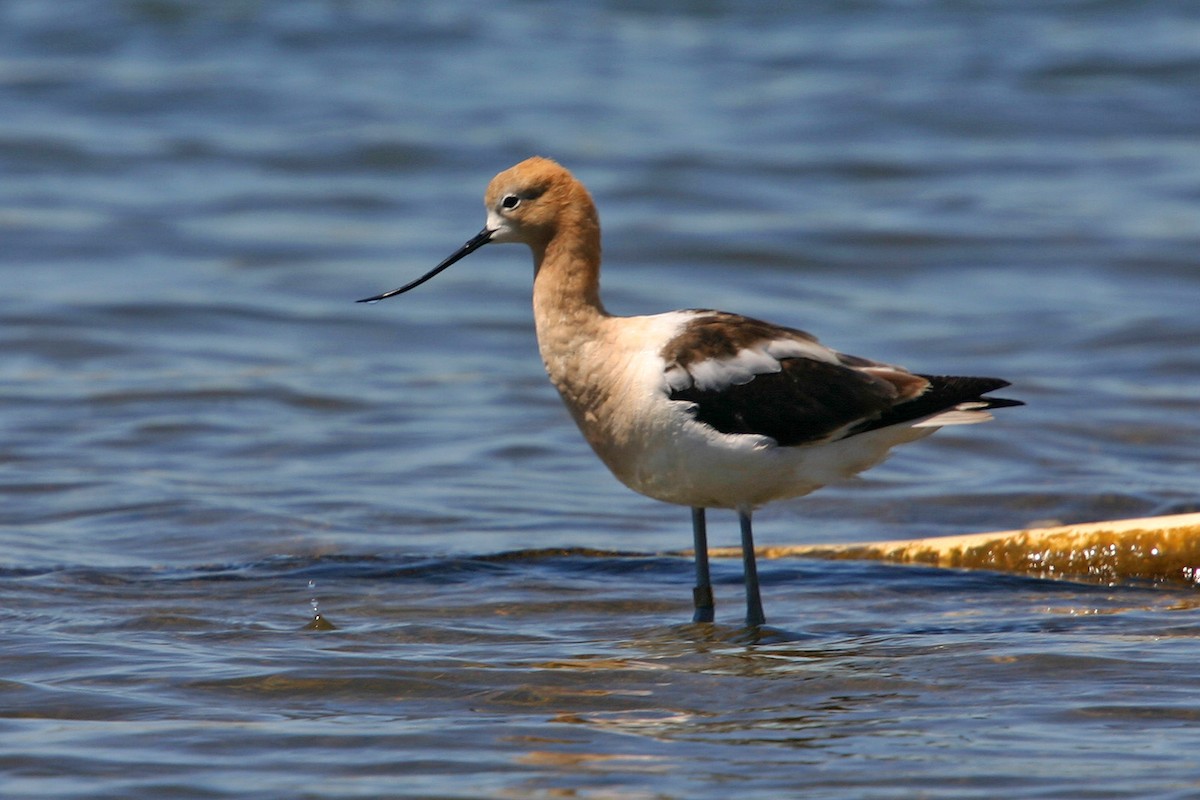 American Avocet - William Clark