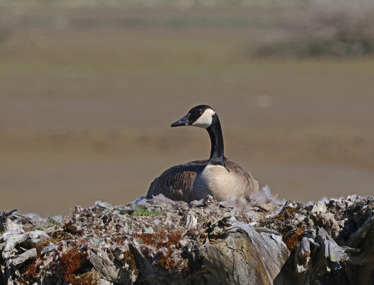 Canada Goose - Jim Betz