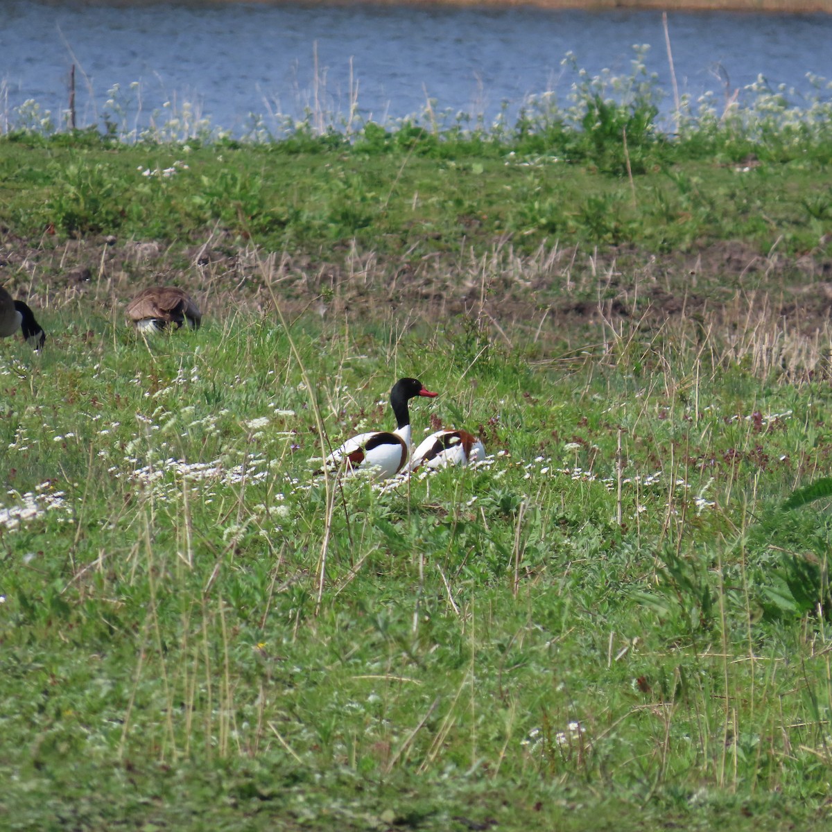 Common Shelduck - Richard Fleming