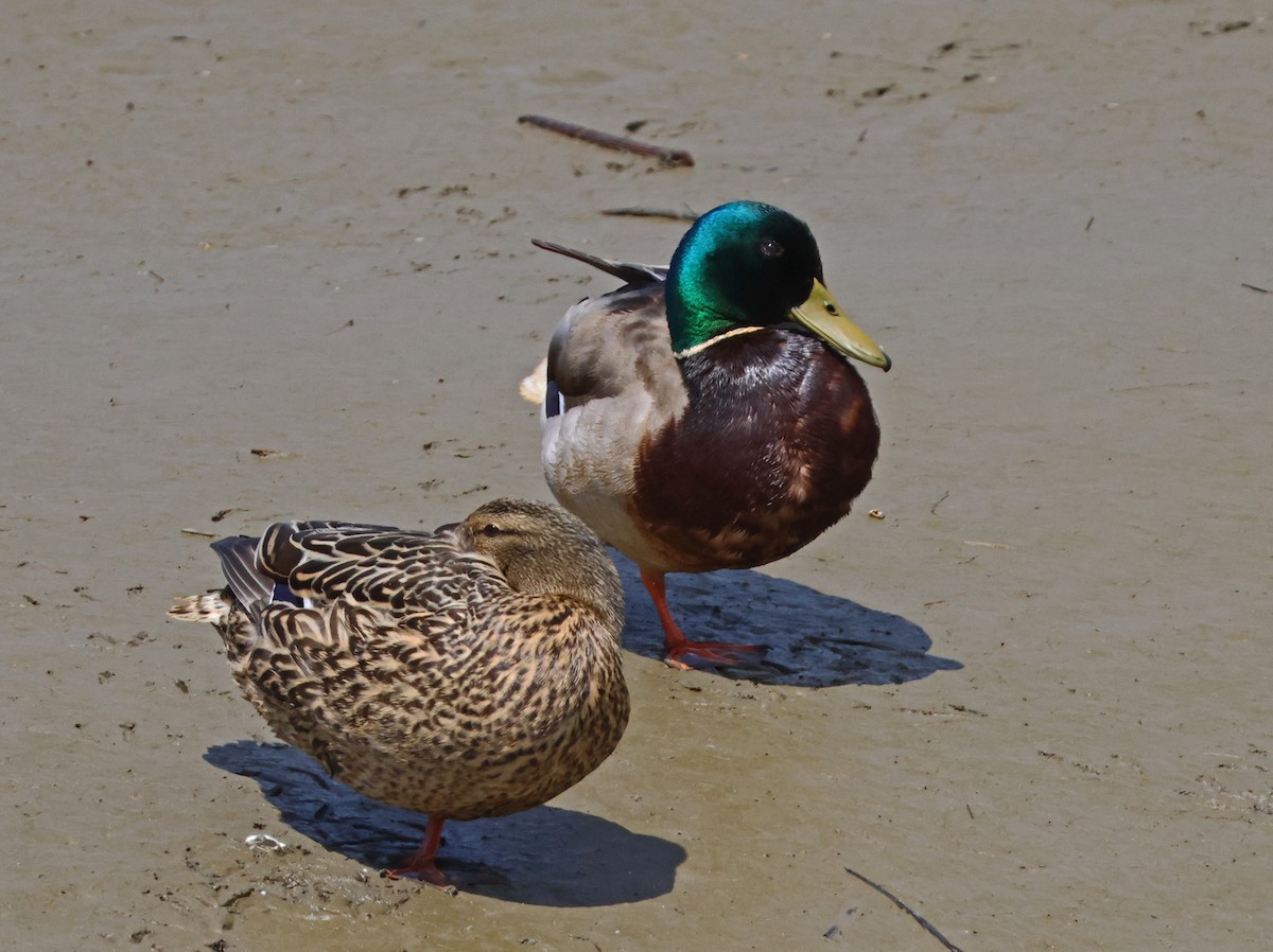 Mallard - Jim Betz