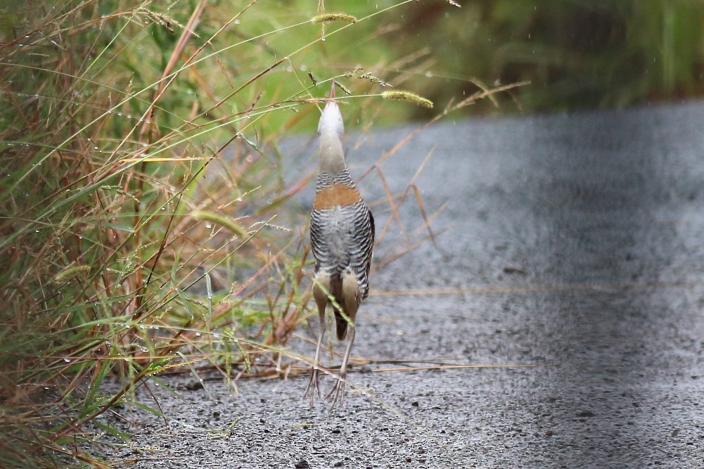 Buff-banded Rail - Paul Lynch