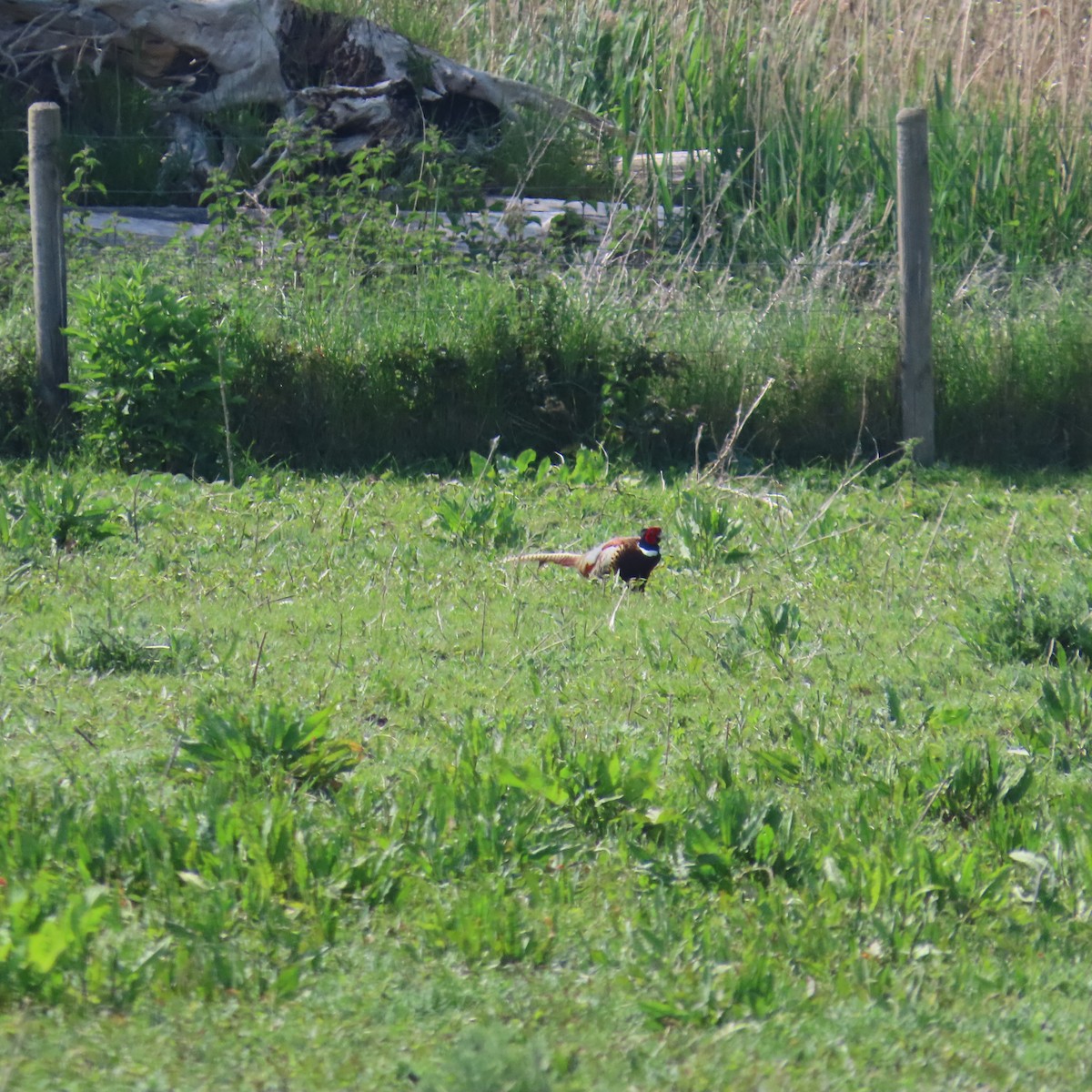 Ring-necked Pheasant - Richard Fleming