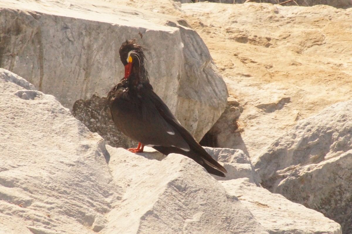 Inca Tern - Rodrigo Jorquera Gonzalez