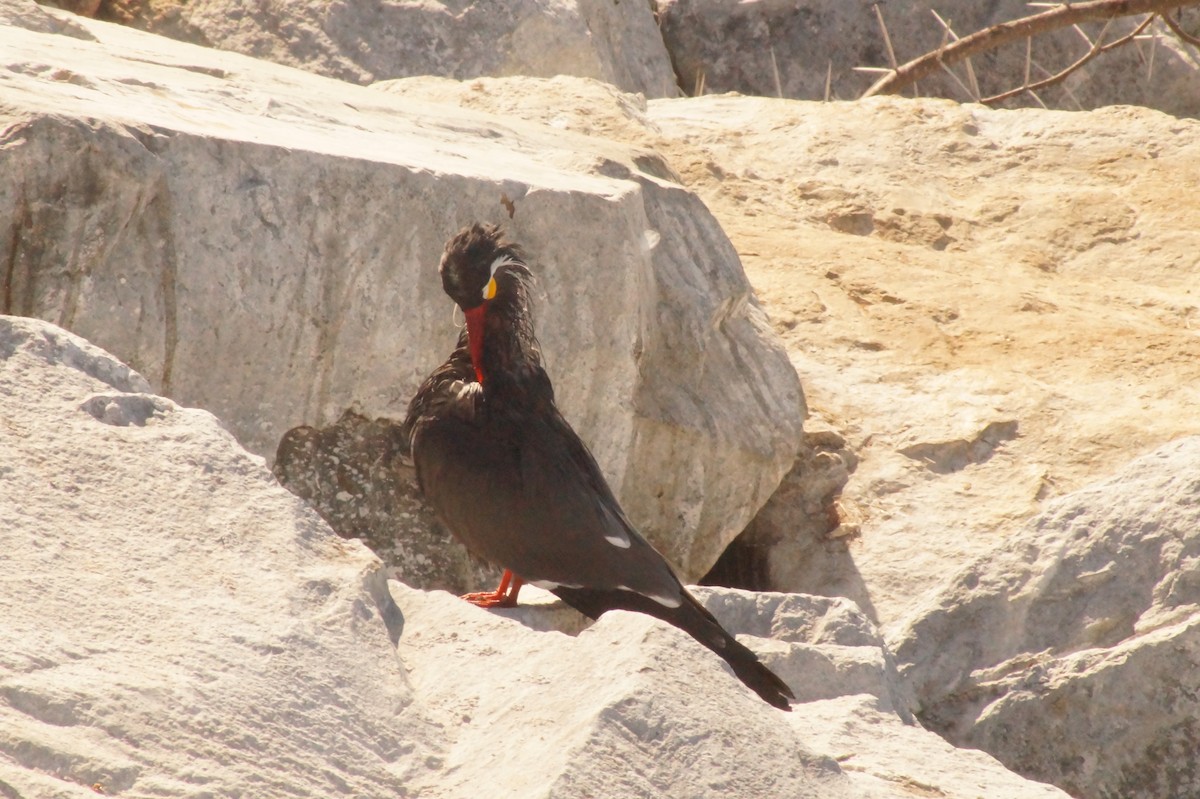 Inca Tern - Rodrigo Jorquera Gonzalez