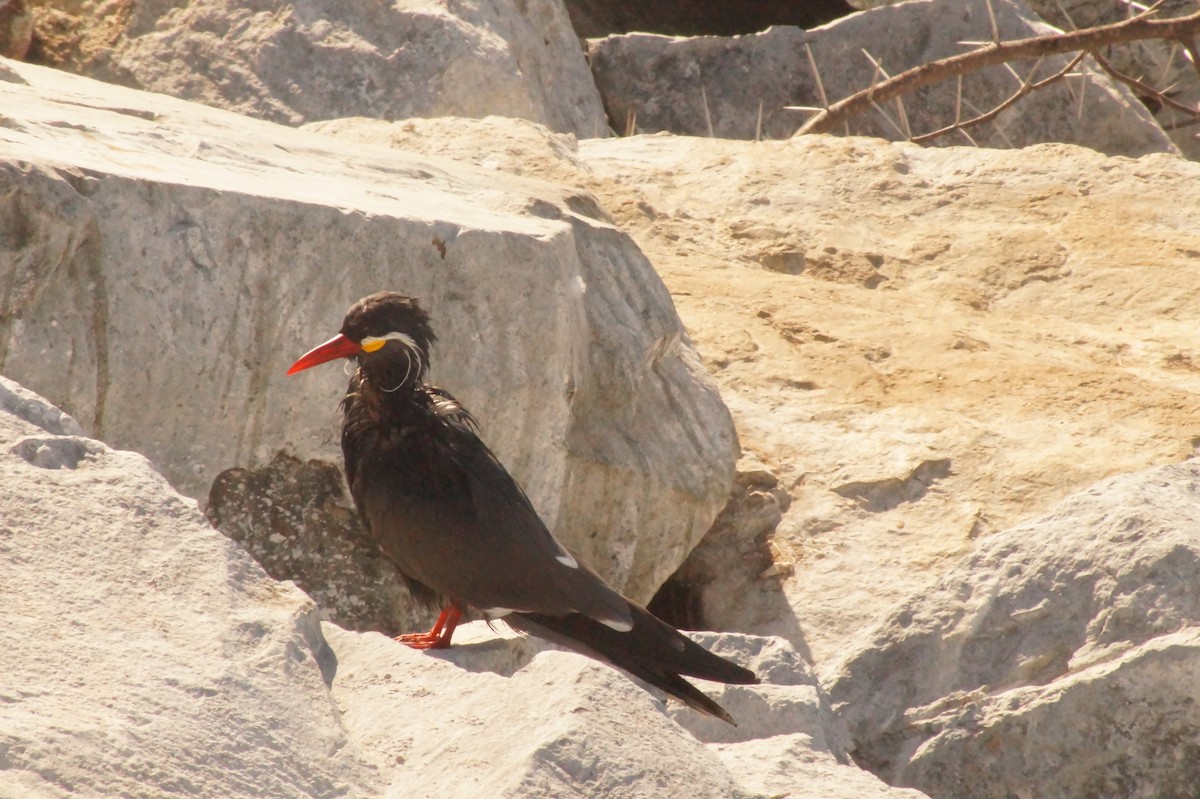 Inca Tern - Rodrigo Jorquera Gonzalez