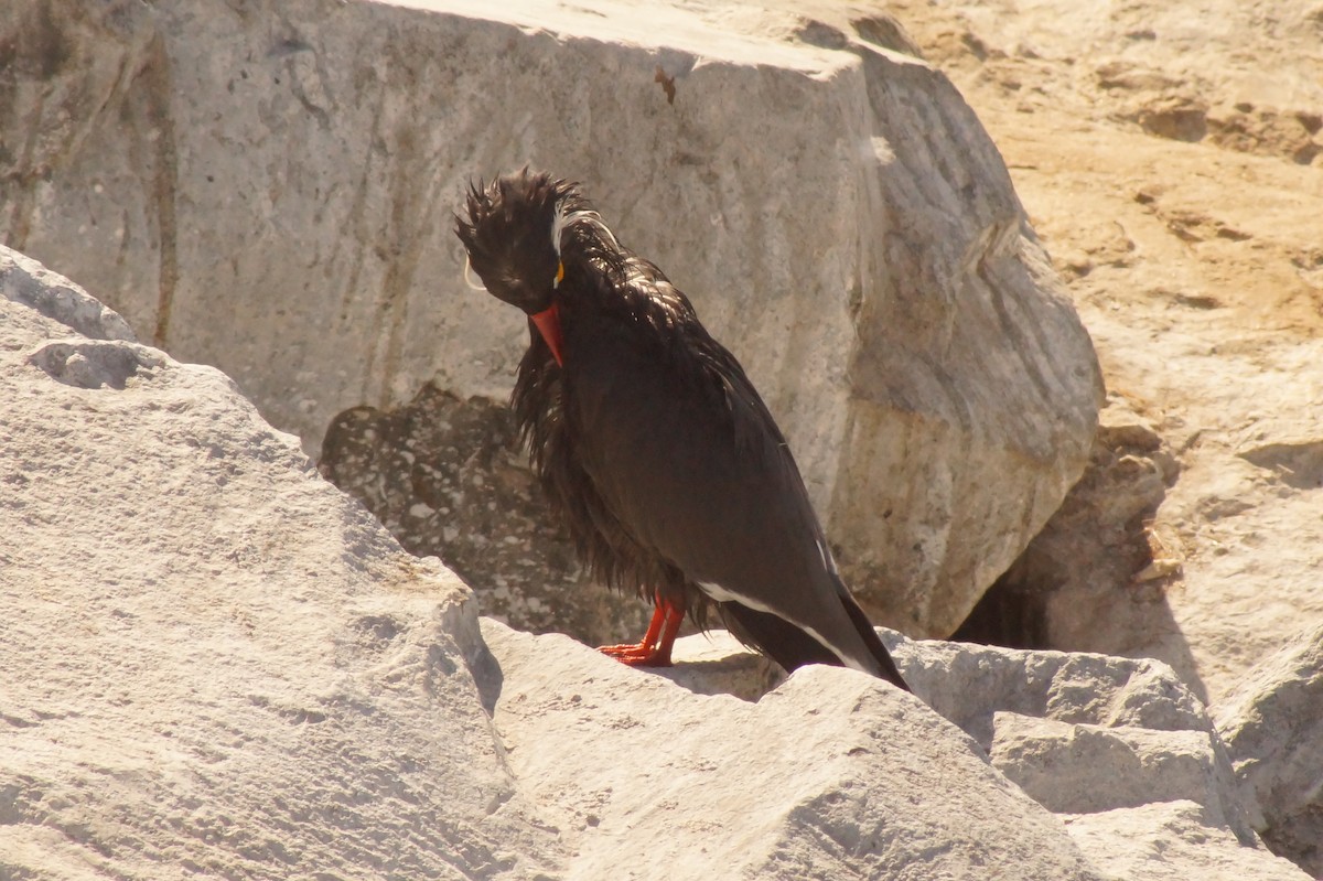 Inca Tern - Rodrigo Jorquera Gonzalez