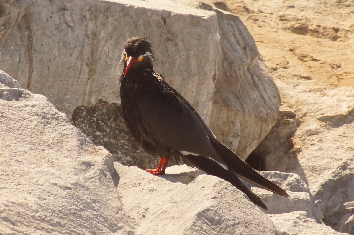 Inca Tern - Rodrigo Jorquera Gonzalez