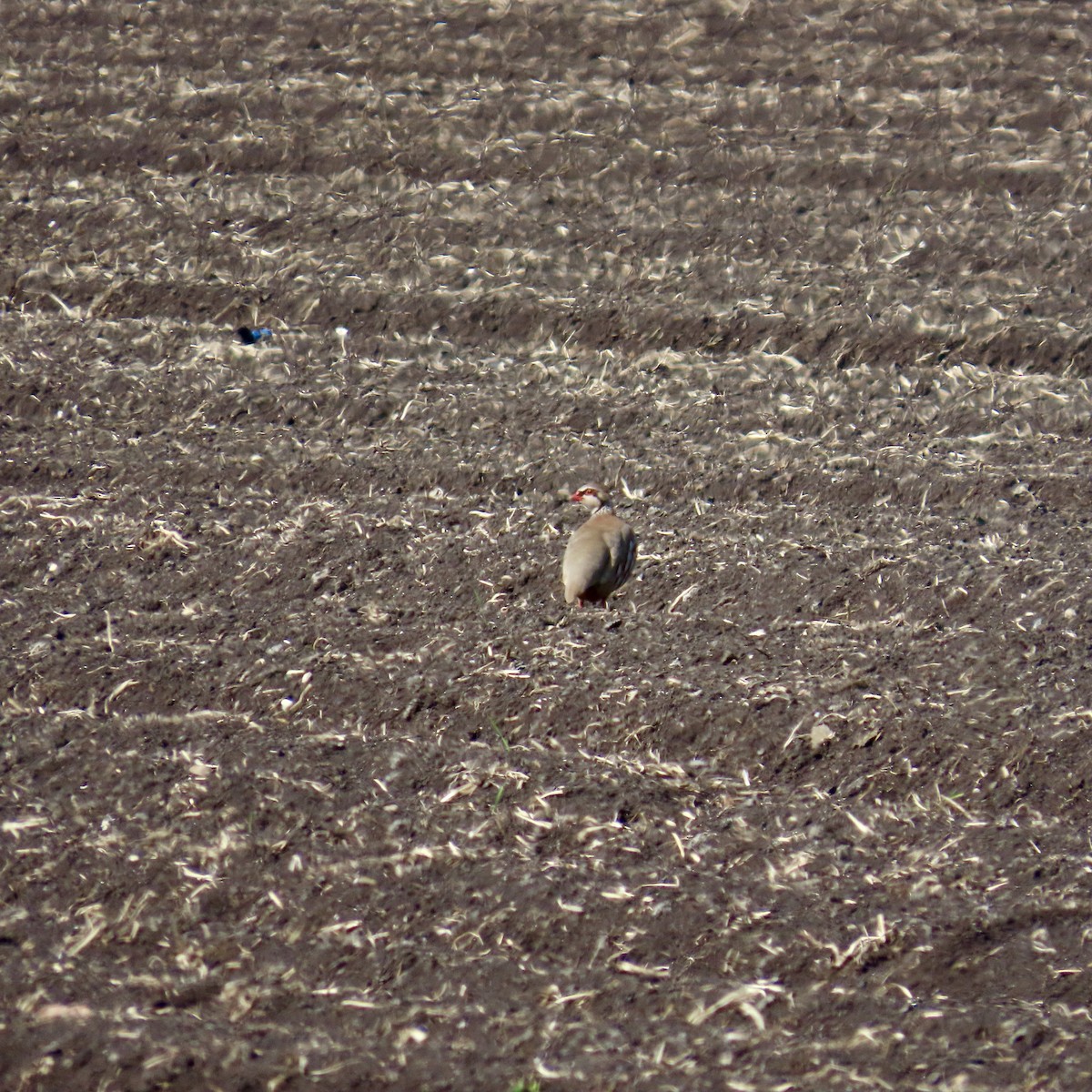 Red-legged Partridge - Richard Fleming