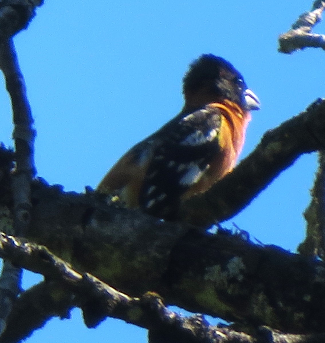 Black-headed Grosbeak - ML618872404