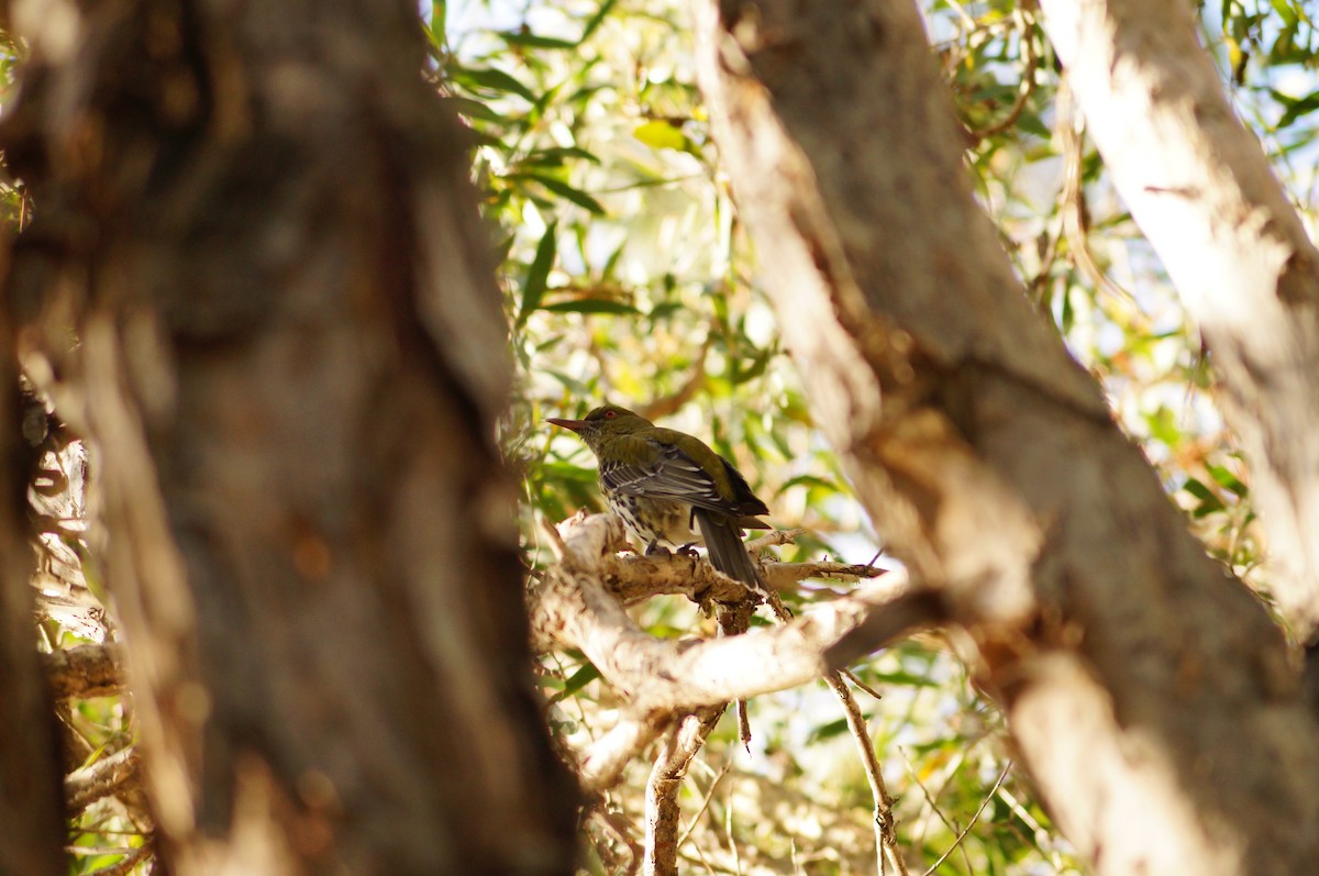 Olive-backed Oriole - Hanna Lanyon