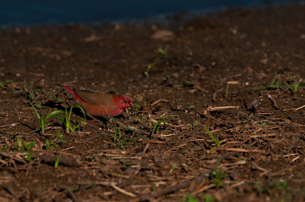 Red-billed Firefinch - Dominic More O’Ferrall