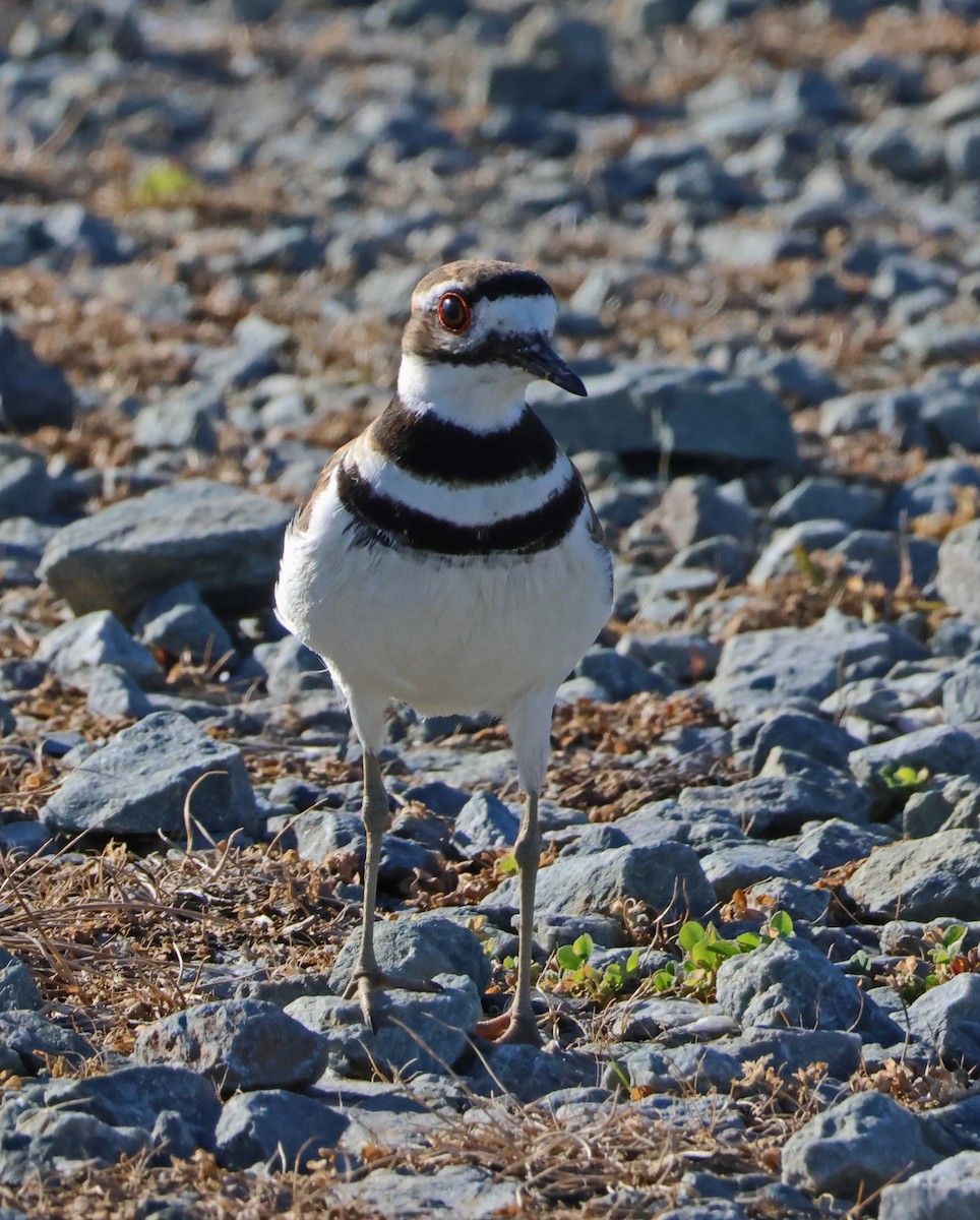 Killdeer - Jim Betz