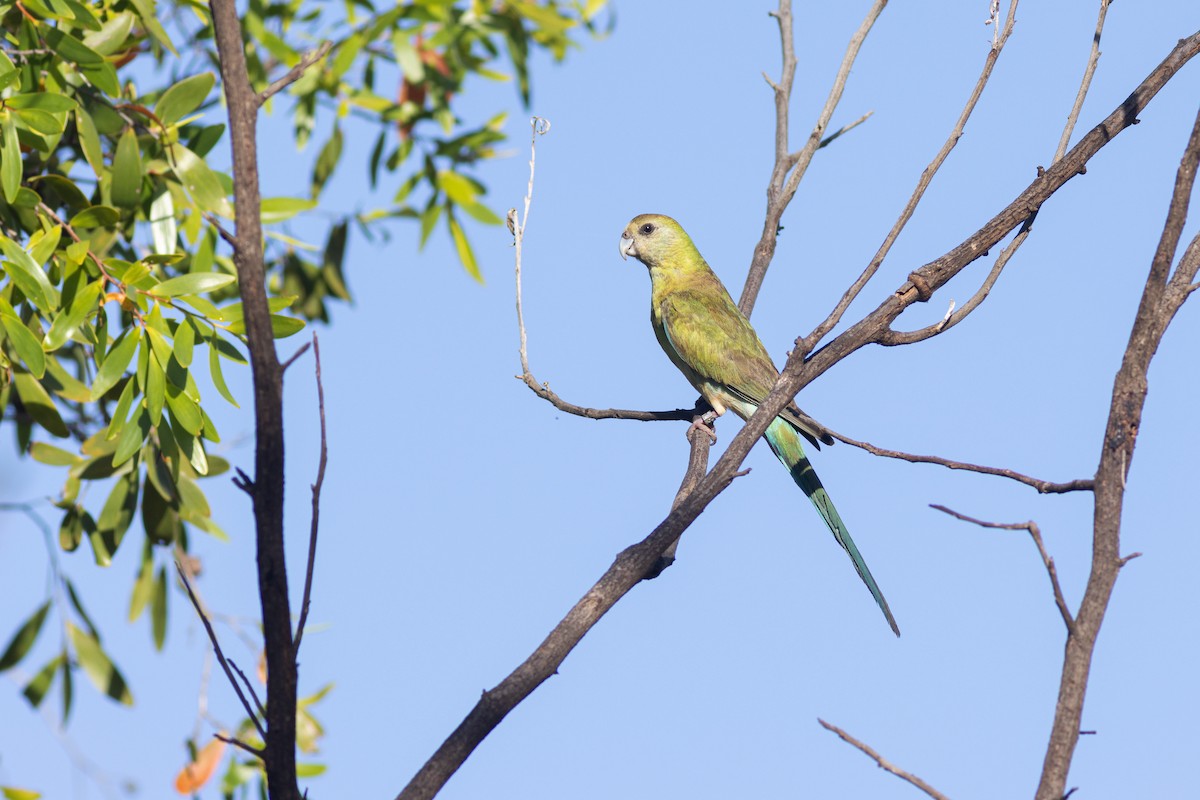 Golden-shouldered Parrot - Max  Chalfin-Jacobs