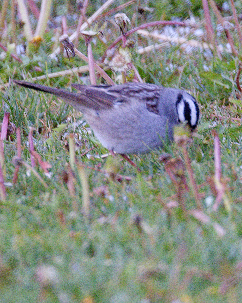 White-crowned Sparrow - Jonathan Dowell