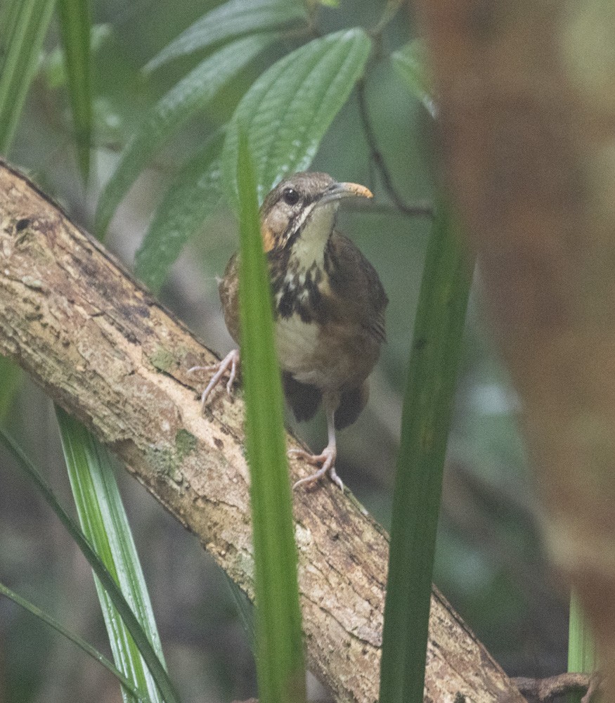 Short-tailed Scimitar-Babbler - Lindy Fung