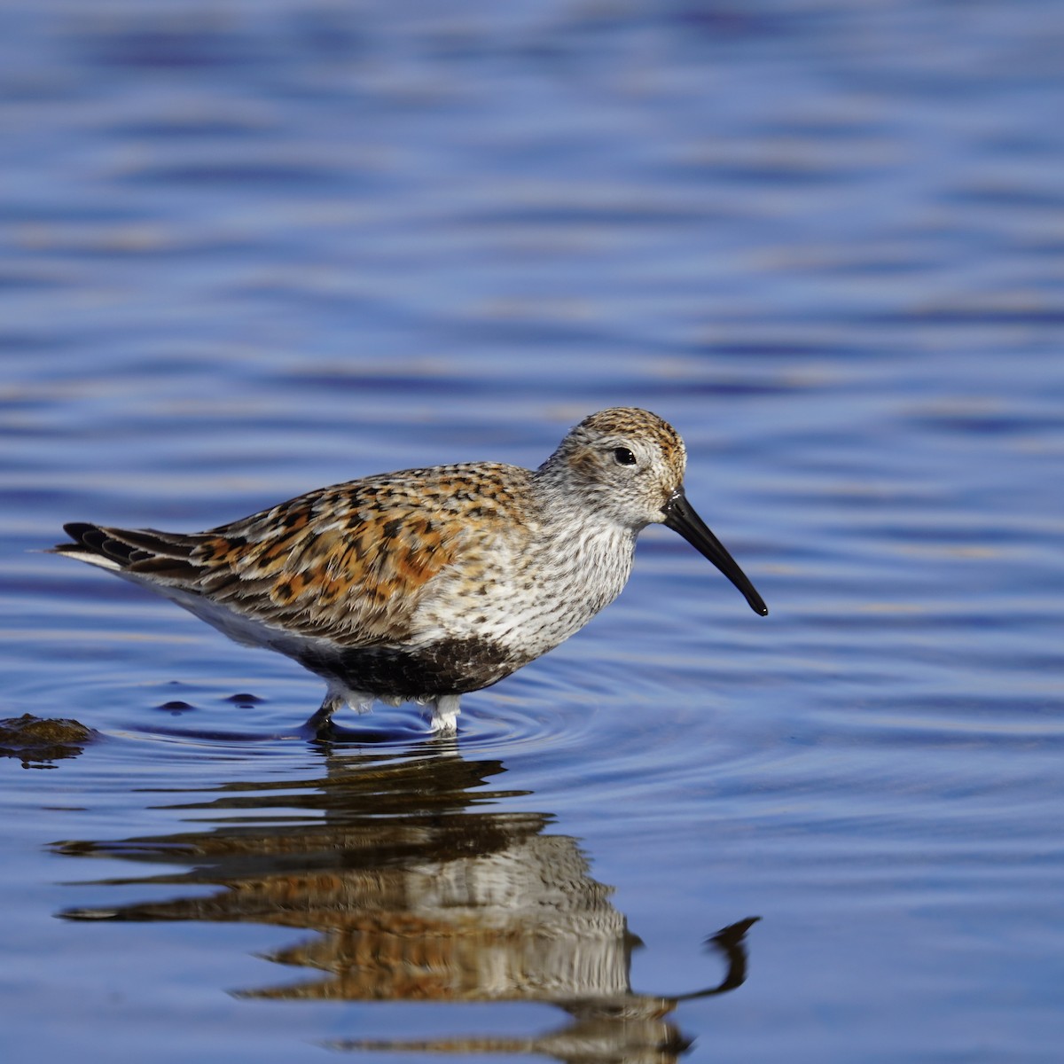 Dunlin - Matthew Mottern