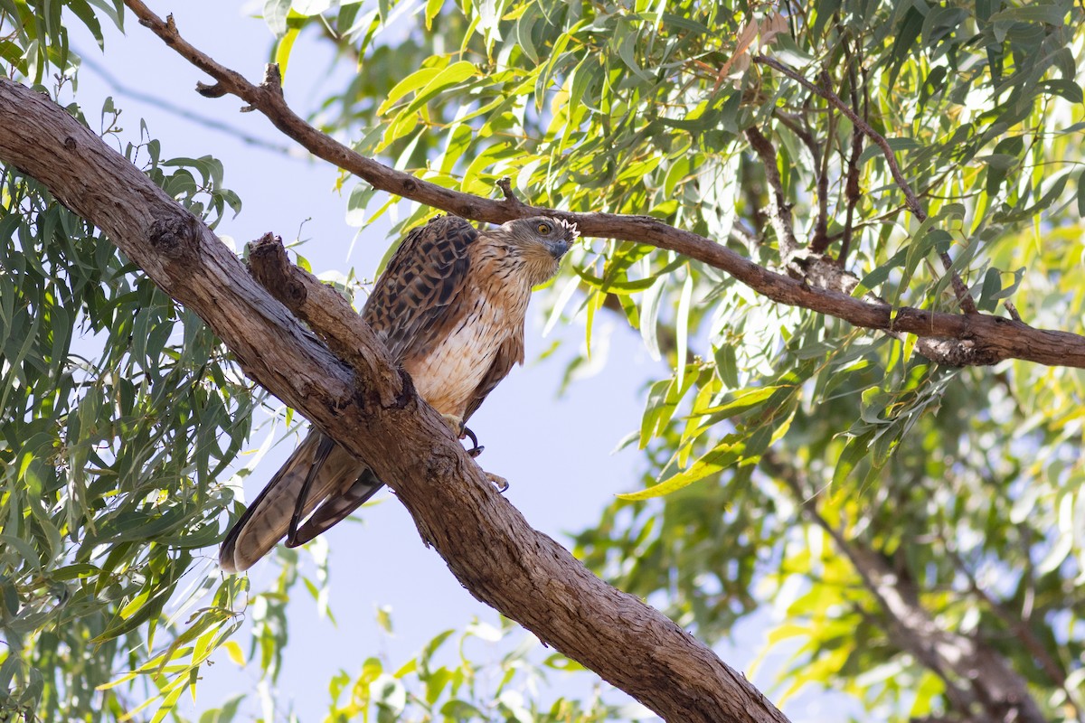 Red Goshawk - Max  Chalfin-Jacobs