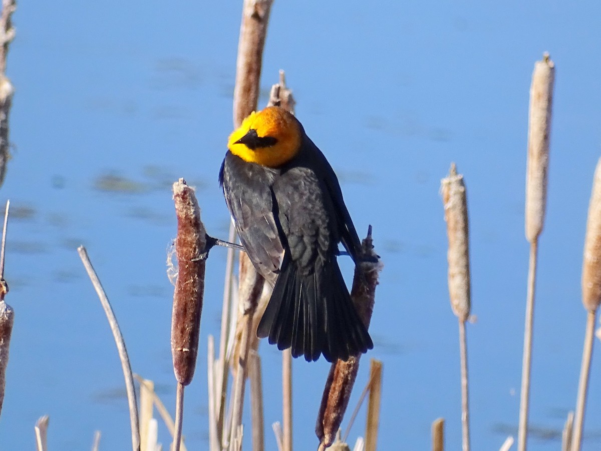 Yellow-headed Blackbird - ML618872491