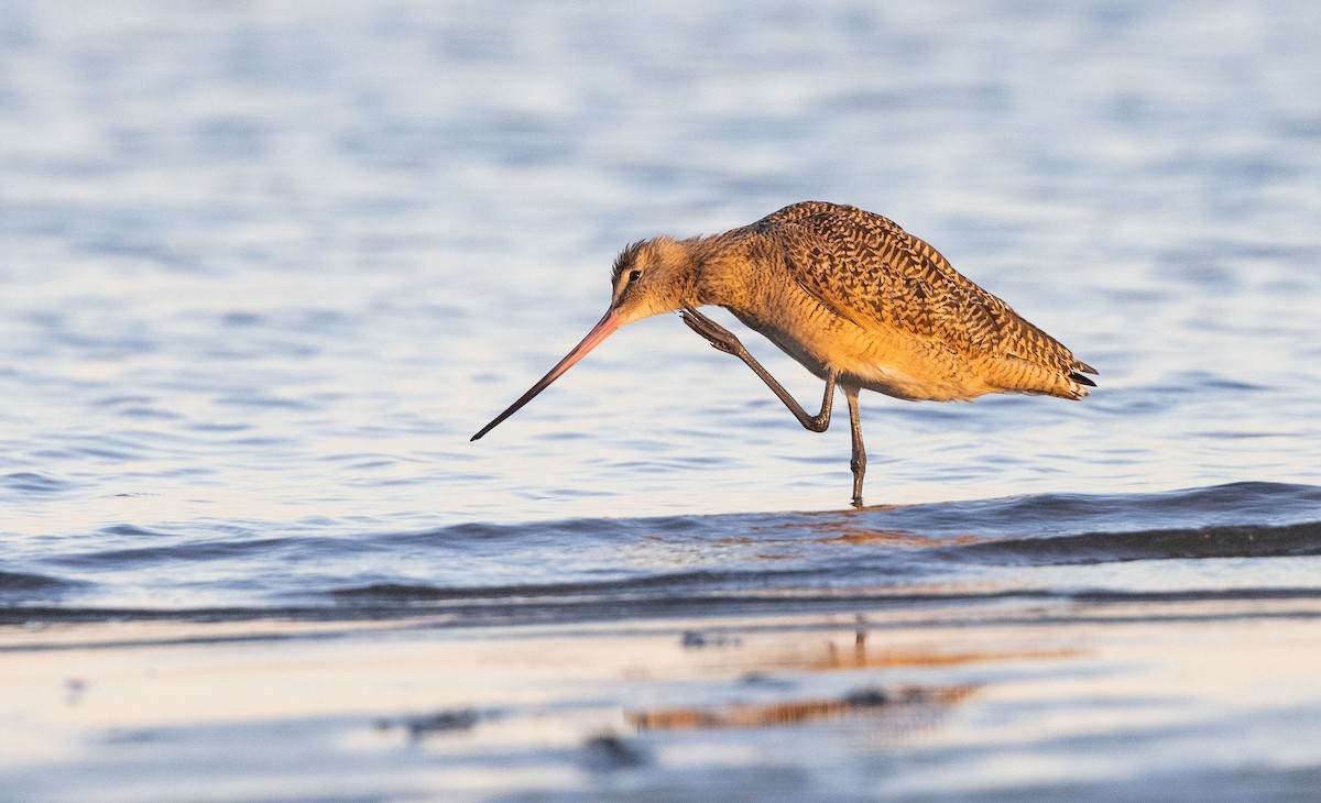 Marbled Godwit - Nick Ramsey