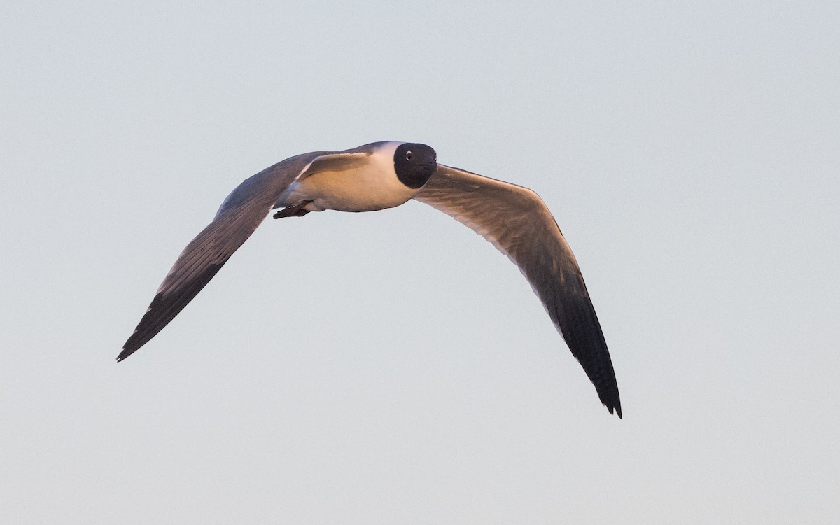 Mouette atricille - ML618872502