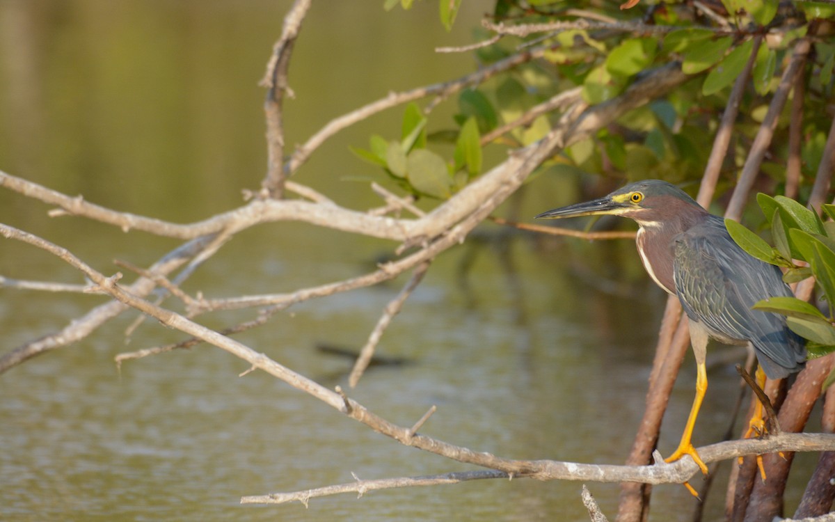 Green Heron - Luis Trinchan