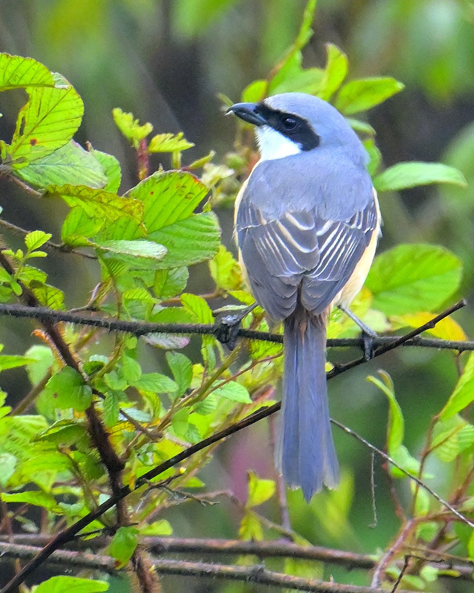 Gray-backed Shrike - Rajesh Gopalan