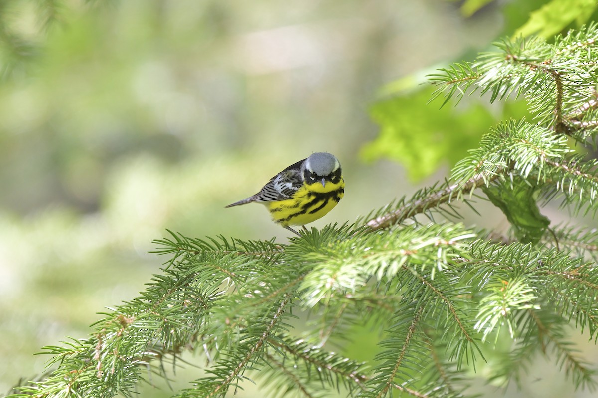 lesňáček tajgový - ML618872524