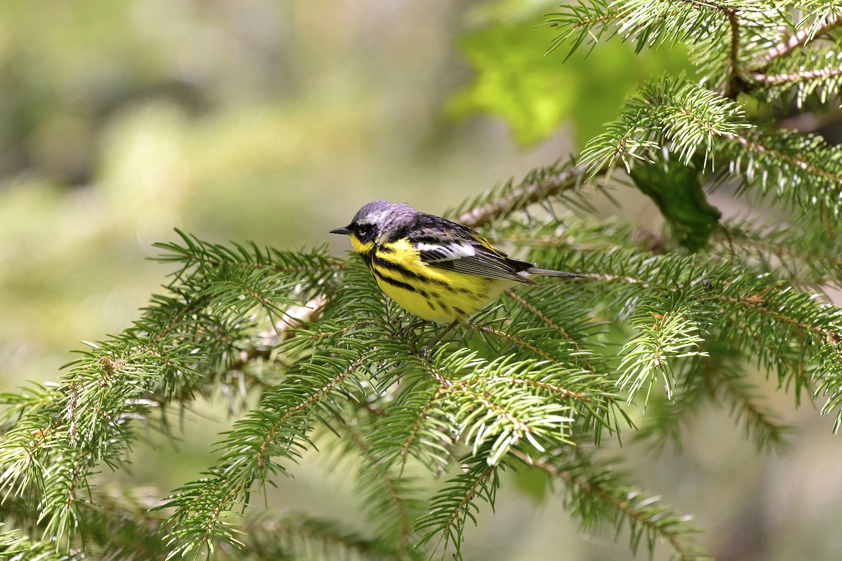 Magnolia Warbler - Cameron Young