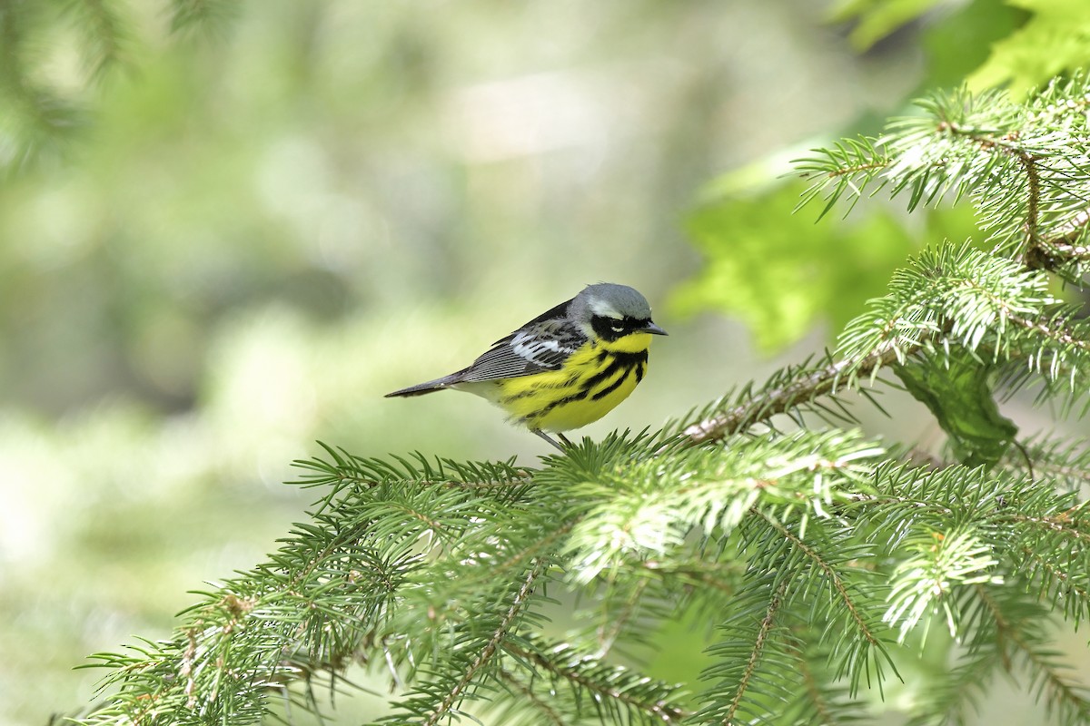 Magnolia Warbler - Cameron Young