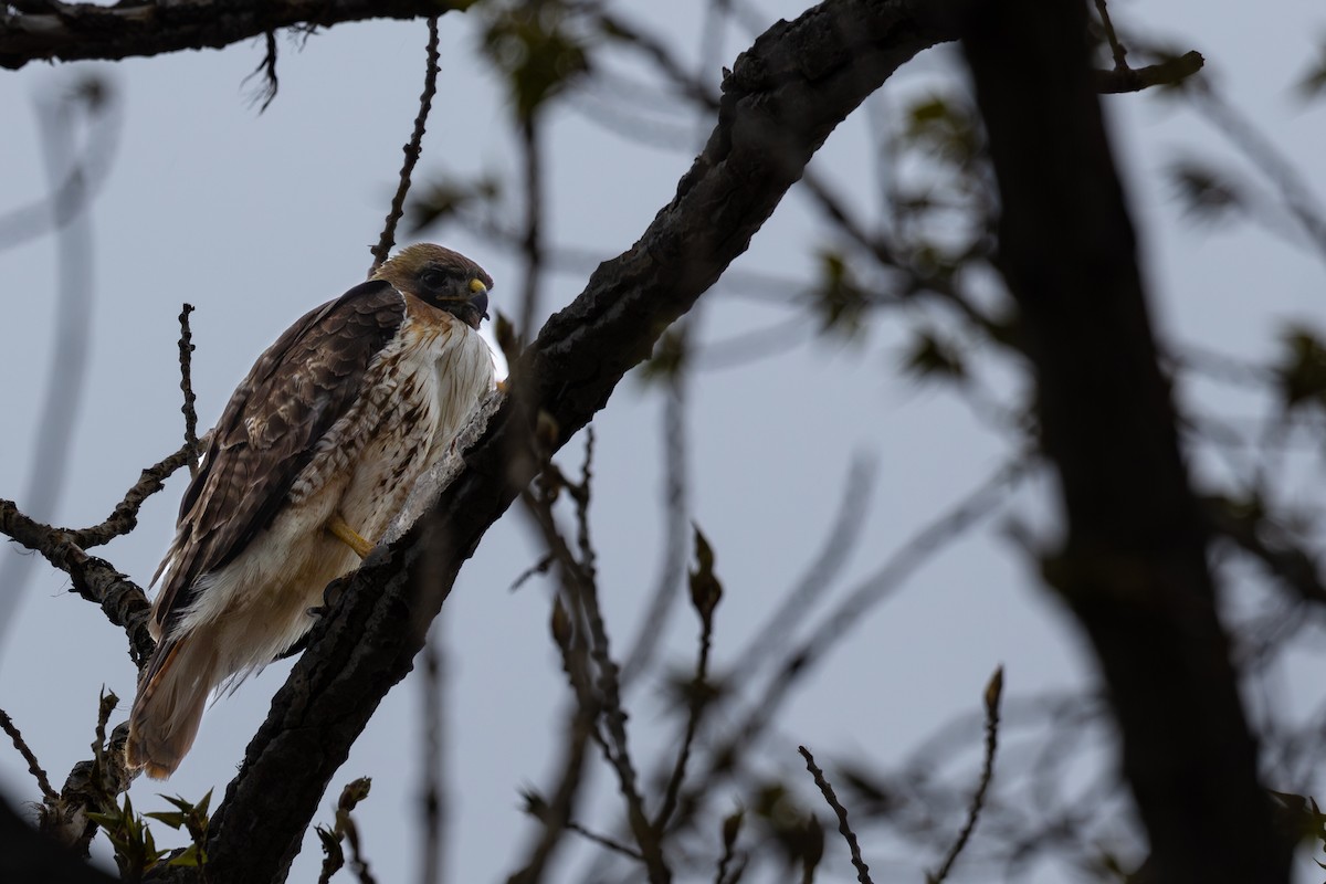 Red-tailed Hawk - Roger Kohn