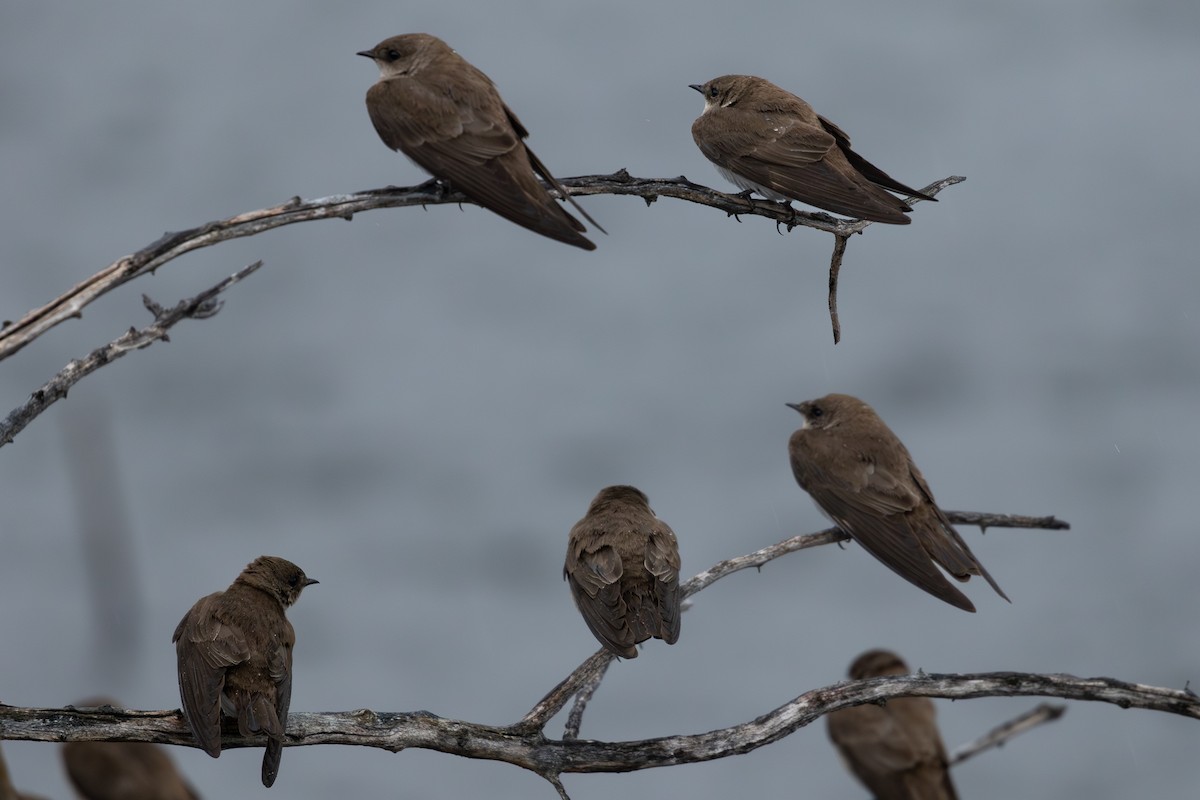 Northern Rough-winged Swallow - Roger Kohn